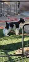 Tubby, a male Miniature Schnauzer for sale in Chino Valley, AZ – 4 of 10