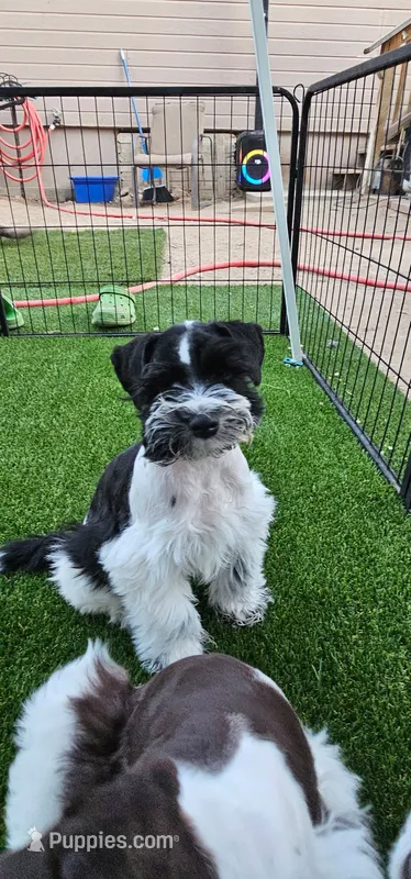 Split – Miniature Schnauzer puppy for sale in Chino Valley, AZ