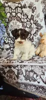 Potter, a male Miniature Schnauzer for sale in Chino Valley, AZ – 3 of 7