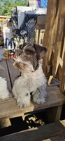 Tubby, a male Miniature Schnauzer for sale in Chino Valley, AZ – 2 of 10