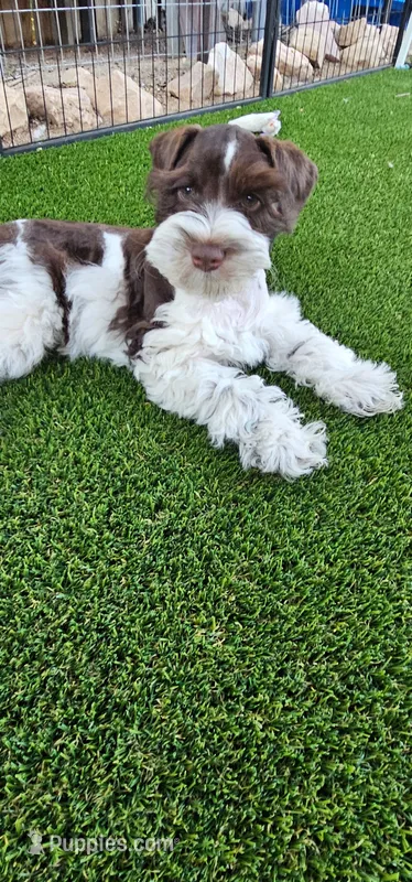 Tubby – Miniature Schnauzer puppy for sale in Chino Valley, AZ