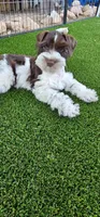 Tubby, a male Miniature Schnauzer for sale in Chino Valley, AZ – 6 of 7