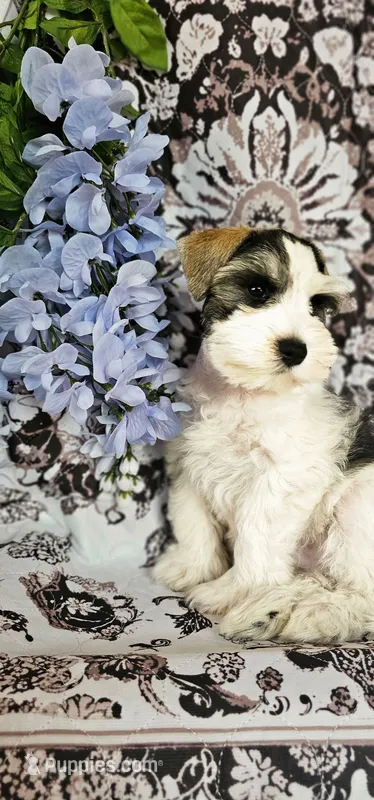 Rocket – Miniature Schnauzer puppy for sale in Chino Valley, AZ