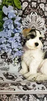 Rocket, a male Miniature Schnauzer for sale in Chino Valley, AZ – 1 of 9