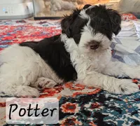 Potter, a male Miniature Schnauzer for sale in Chino Valley, AZ – 5 of 7