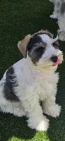 Rocket, a male Miniature Schnauzer for sale in Chino Valley, AZ – 5 of 9