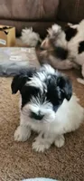 Split, a male Miniature Schnauzer for sale in Chino Valley, AZ – 6 of 10