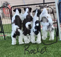 Rocket, a male Miniature Schnauzer for sale in Chino Valley, AZ – 3 of 9