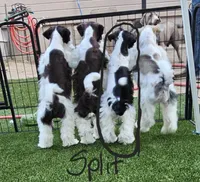 Split, a male Miniature Schnauzer for sale in Chino Valley, AZ – 5 of 10