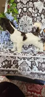 Potter, a male Miniature Schnauzer for sale in Chino Valley, AZ – 7 of 7