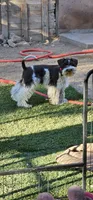 Tubby, a male Miniature Schnauzer for sale in Chino Valley, AZ – 10 of 10