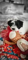 Split, a male Miniature Schnauzer for sale in Chino Valley, AZ – 10 of 10