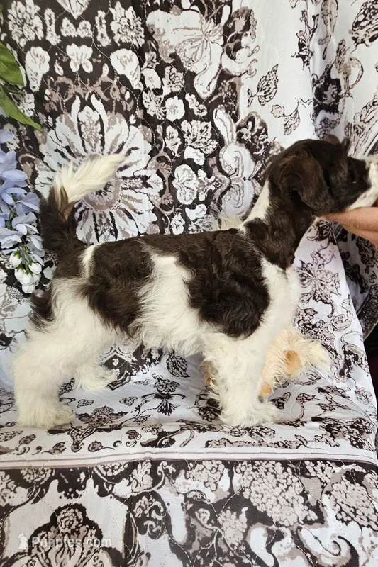 Tubby – Miniature Schnauzer puppy for sale in Chino Valley, AZ