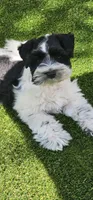 Split, a male Miniature Schnauzer for sale in Chino Valley, AZ – 4 of 10