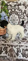 Split, a male Miniature Schnauzer for sale in Chino Valley, AZ – 8 of 10