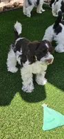 Tubby, a male Miniature Schnauzer for sale in Chino Valley, AZ – 2 of 7