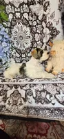 Rocket, a male Miniature Schnauzer for sale in Chino Valley, AZ – 8 of 9