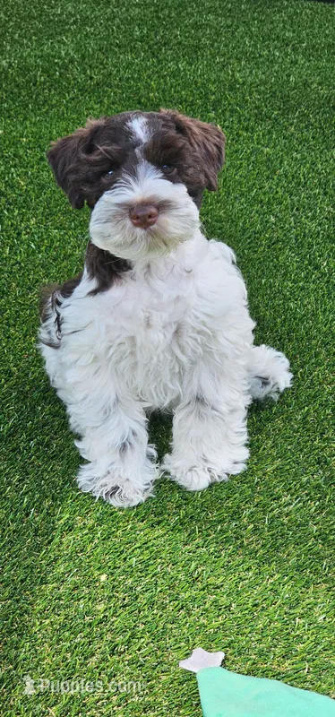 Potter – Miniature Schnauzer puppy for sale in Chino Valley, AZ