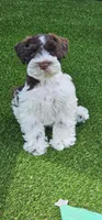 Potter, a male Miniature Schnauzer for sale in Chino Valley, AZ – 1 of 7