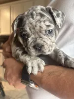 Puppy A, a female French Bulldog for sale in Arizona City, AZ – 2 of 5