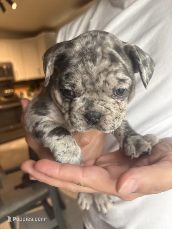 Puppy A – French Bulldog puppy for sale in Arizona City, AZ