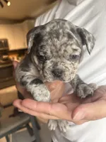 Puppy A, a female French Bulldog for sale in Arizona City, AZ – 1 of 5