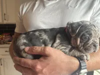 Puppy A, a female French Bulldog for sale in Arizona City, AZ – 3 of 5