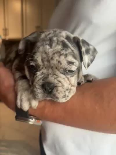 Puppy A, a female French Bulldog for sale in Arizona City, AZ – 5 of 5