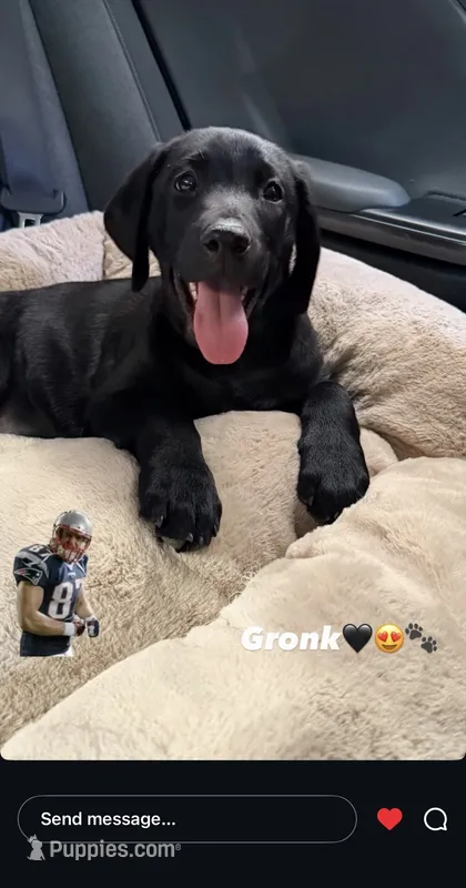 GRonk – Labrador Retriever puppy for sale in Highland, CA
