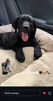 GRonk, a male Labrador Retriever for sale in Highland, CA – 1 of 6