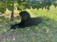 GRonk, a male Labrador Retriever for sale in Highland, CA – 4 of 6