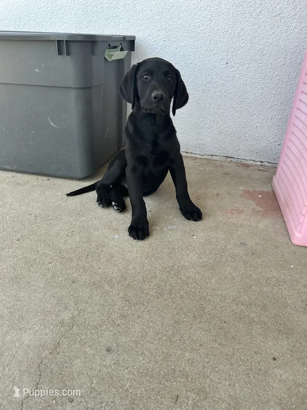 Russel – Labrador Retriever puppy for sale in Highland, CA