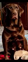 GRonk, a male Labrador Retriever for sale in Highland, CA – 2 of 6