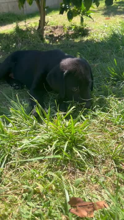 GRonk, a male Labrador Retriever for sale in Highland, CA – 6 of 6