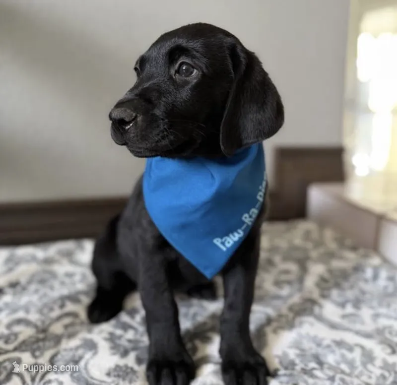 Russel – Labrador Retriever puppy for sale in Highland, CA