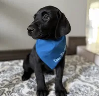 Russel, a male Labrador Retriever for sale in Highland, CA – 1 of 3