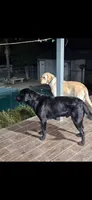 GRonk, a male Labrador Retriever for sale in Highland, CA – 3 of 6