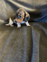 Bells #2 female piebald dapple , a female Miniature Dachshund for sale in Williamsburg, KY – 2 of 4
