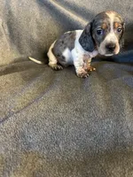 Bells #2 piebald dapple male , a male Miniature Dachshund for sale in Williamsburg, KY – 3 of 3