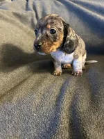 Bells female #1piebakd dapple , a female Miniature Dachshund for sale in Williamsburg, KY – 5 of 5