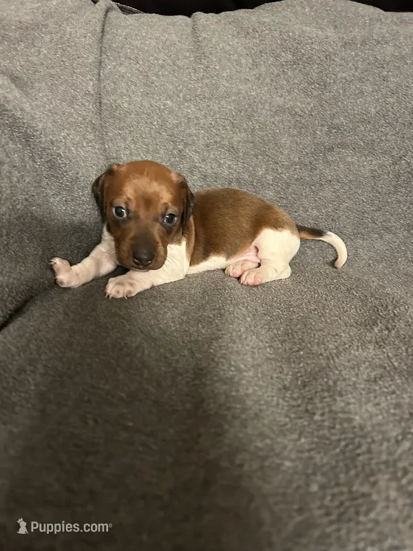 Mollys  male red piebald  – Miniature Dachshund puppy for sale in Williamsburg, KY