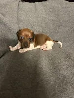 Mollys  male red piebald , a male Miniature Dachshund for sale in Williamsburg, KY – 1 of 3