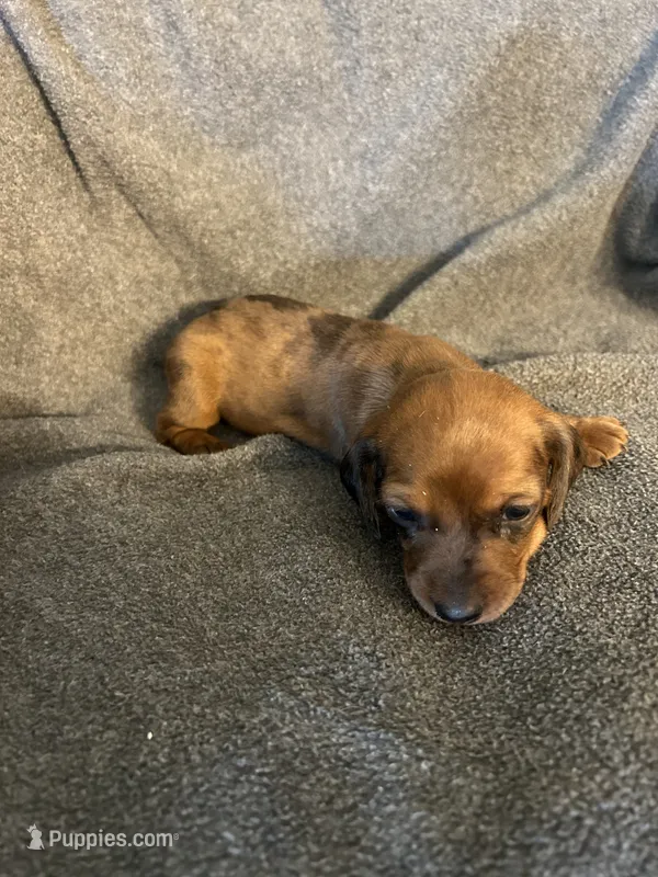 Molly red dapple female – Miniature Dachshund puppy for sale in Williamsburg, KY