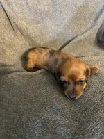 Molly red dapple female, a female Miniature Dachshund for sale in Williamsburg, KY – 1 of 2