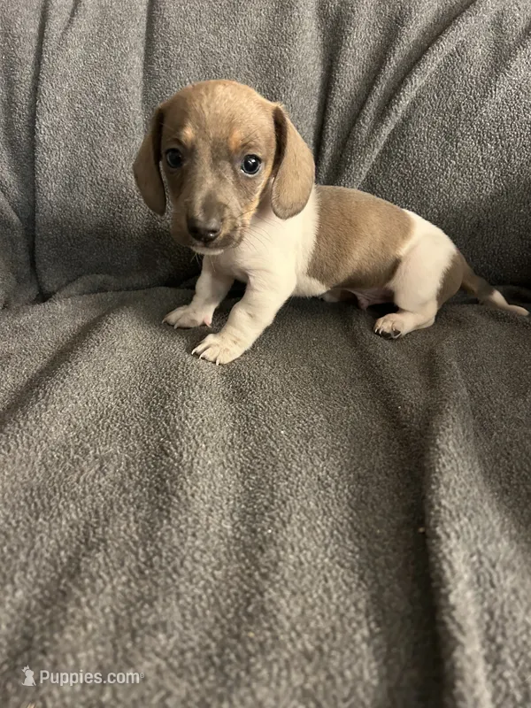 Tiny’s male – Miniature Dachshund puppy for sale in Williamsburg, KY