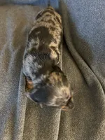 Bells dapple male , a male Miniature Dachshund for sale in Williamsburg, KY – 2 of 4