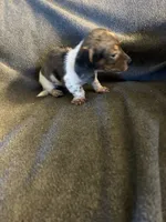 Bells #2 female piebald dapple , a female Miniature Dachshund for sale in Williamsburg, KY – 3 of 4