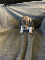 Bells #2 female piebald dapple , a female Miniature Dachshund for sale in Williamsburg, KY – 1 of 4
