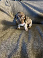 Bells female #1piebakd dapple , a female Miniature Dachshund for sale in Williamsburg, KY – 1 of 5