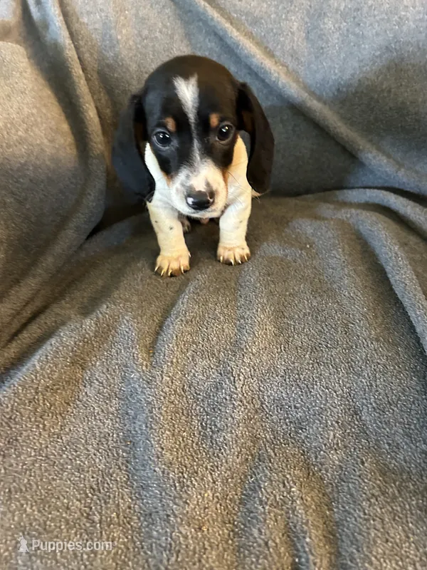 Bells piebald male.  – Miniature Dachshund puppy for sale in Williamsburg, KY